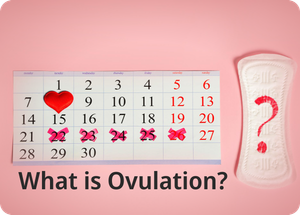 Ovulation 101 - Understanding Ovulation